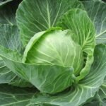 Cabbage (Band Gobi) 1kg